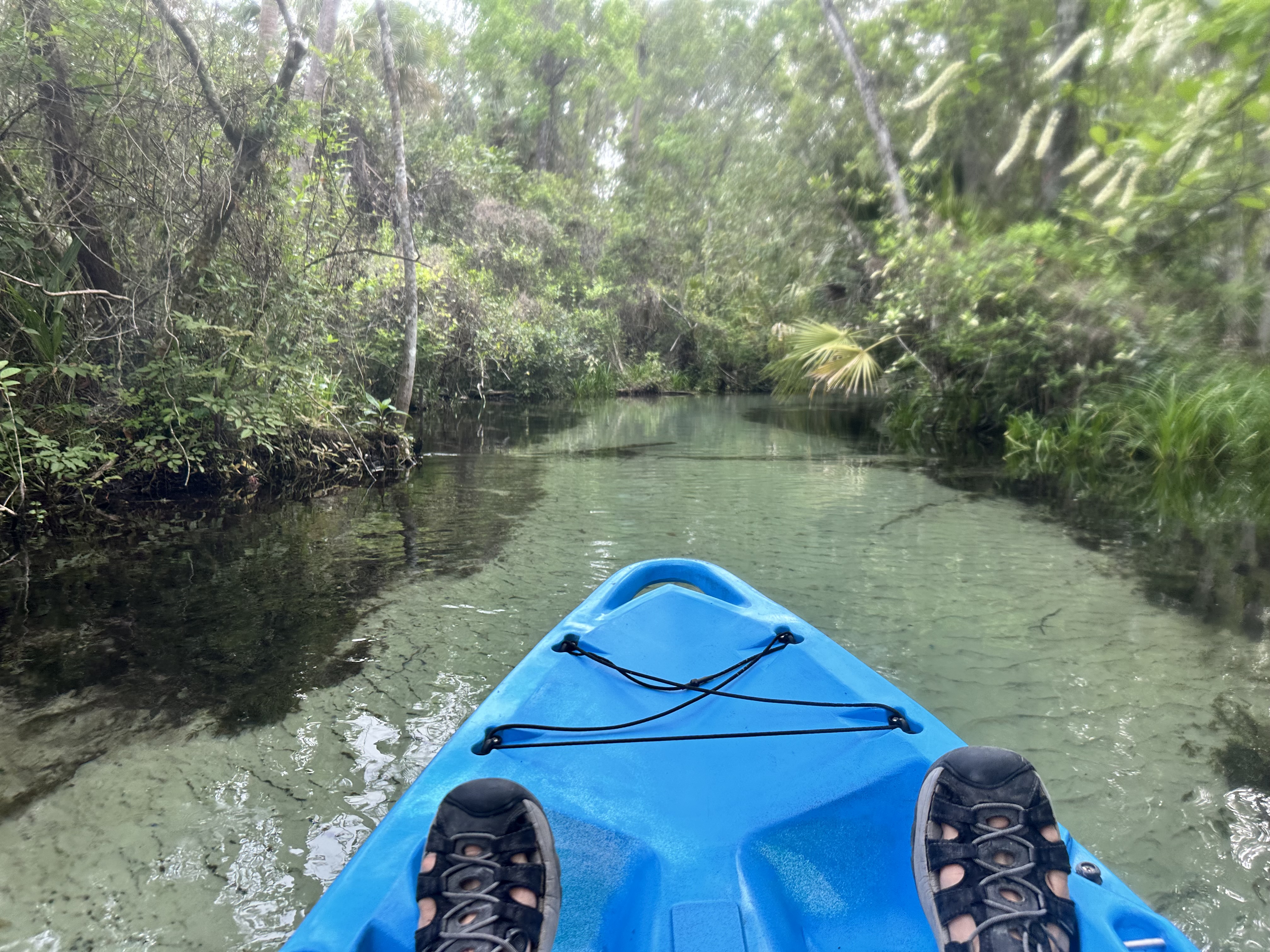 Rainbow River Side Branch.jpeg